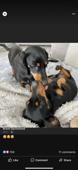 regalò bassotto disponibile in roma—-