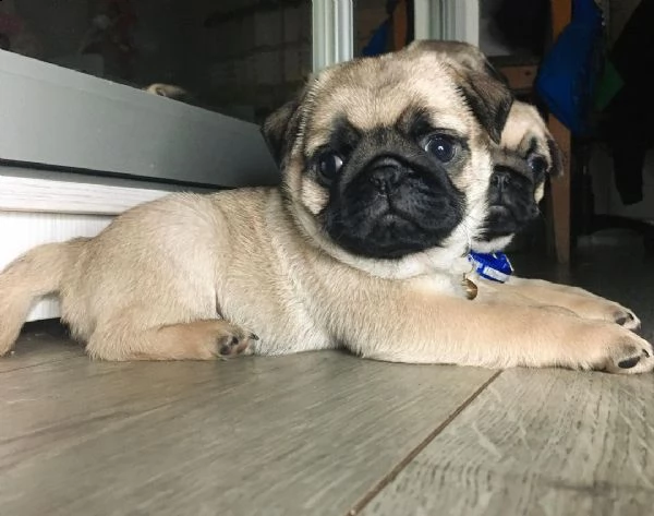 regalo  carlino maschio e femmina disponibile | Foto 0