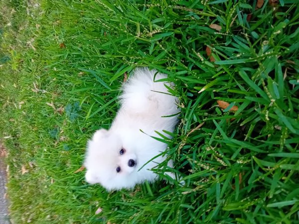 cucciolo di volpino di pomenaria toy bianco con pedigree  | Foto 4