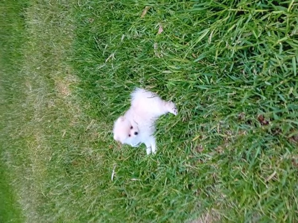 cucciolo di volpino di pomenaria toy bianco con pedigree  | Foto 1