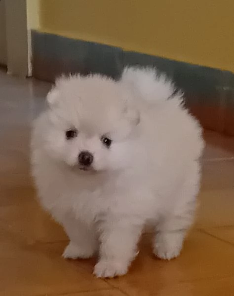 cucciolo di volpino di pomenaria toy bianco con pedigree  | Foto 0