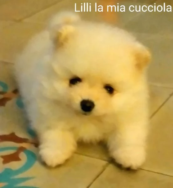 Cuccioli di spitz nano di pomenaria 