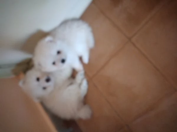 Cuccioli di spitz nano di pomenaria  | Foto 1