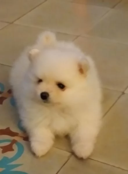 Cuccioli di spitz nano di pomenaria  | Foto 0