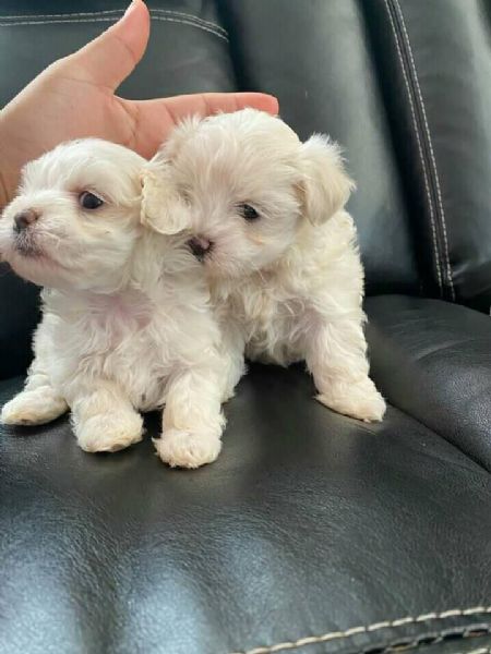 maltese toy  | Foto 0