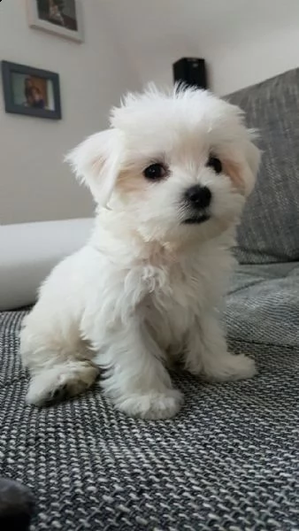 due cuccioli maltesi amichevoli (+393512351560)