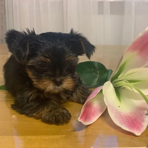 bellissimo cane maschio yorkshire terrier | Foto 0