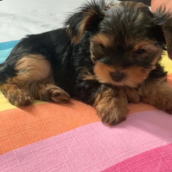 bellissimo cane maschio yorkshire terrier