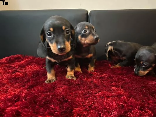 cani bassotto | Foto 0