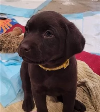 cani in reinserimento labrador | Foto 1