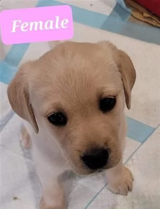 cani in reinserimento labrador