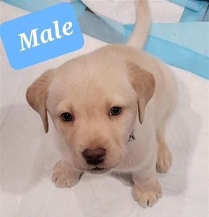 cani in reinserimento labrador | Foto 0