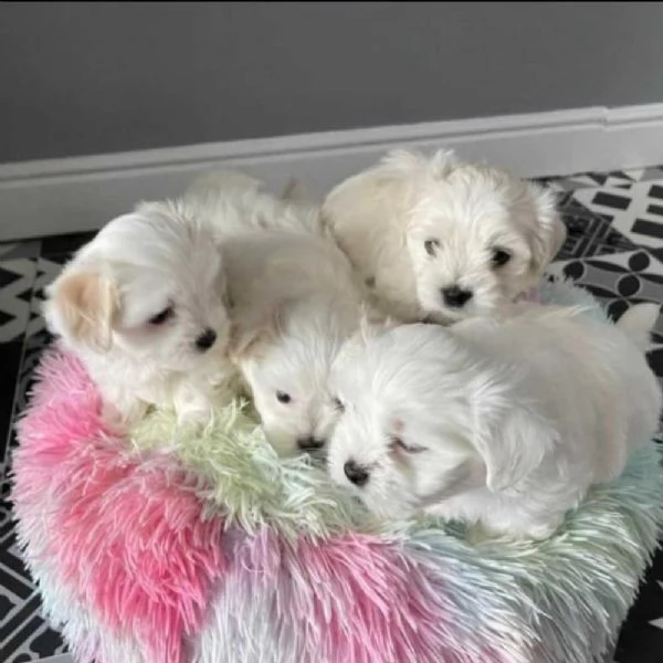 stupendo maltese