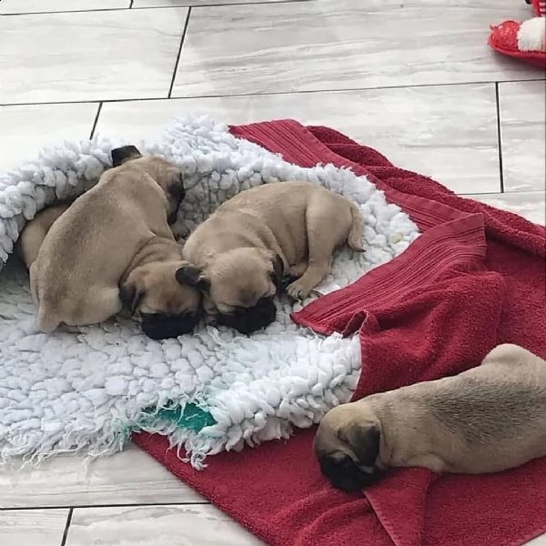 cuccioli di carlino | Foto 3