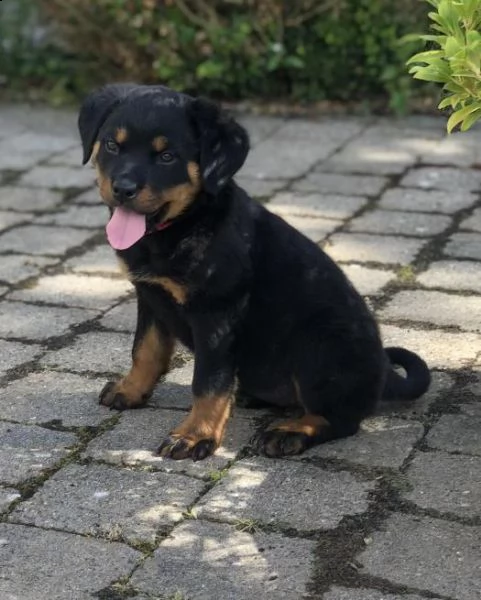 cuccioli di rottweiler | Foto 3