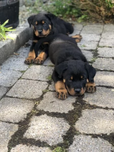 cuccioli di rottweiler | Foto 2
