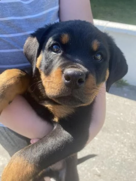 cuccioli di rottweiler