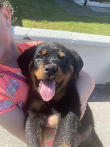 cuccioli di rottweiler | Foto 1
