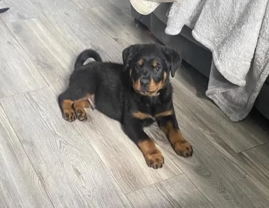 cuccioli di rottweiler | Foto 0