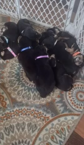 cuccioli di airedale terrier | Foto 0