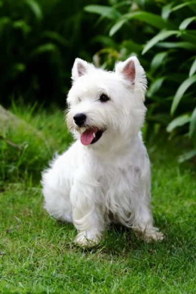   adorabili cuccioli  west highland terrier bianco  femminucce e maschietti disponibili