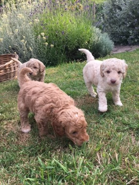 regalo cuccioli di barboncino femminucce e maschietti disponibili .