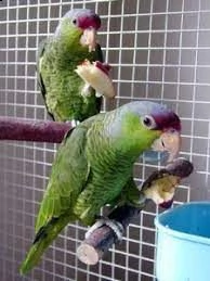 pappagallo amazzone dalla corona lilla