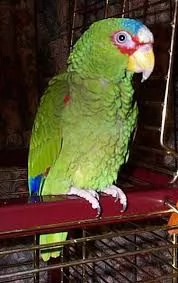 pappagallo amazzone dalla corona lilla | Foto 0