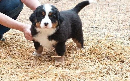 simpatici cuccioli di montagna bernese 