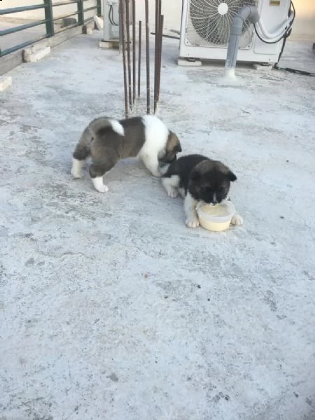 cuccioli di akita inu regalo