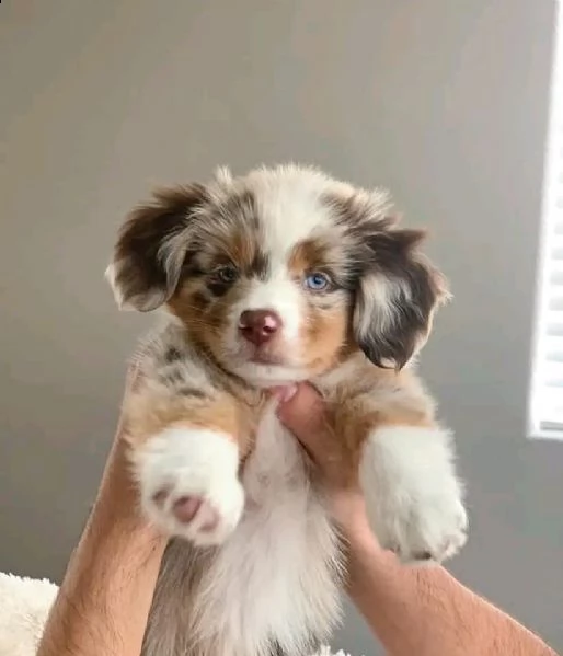 australian shepherd puppies looking for loving homes | Foto 1