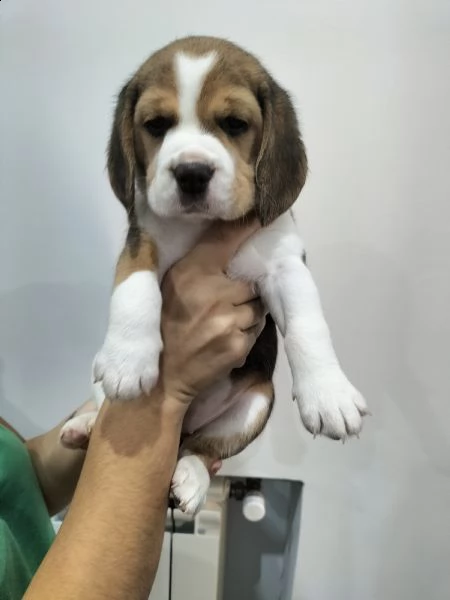 beagle tricolore. | Foto 4