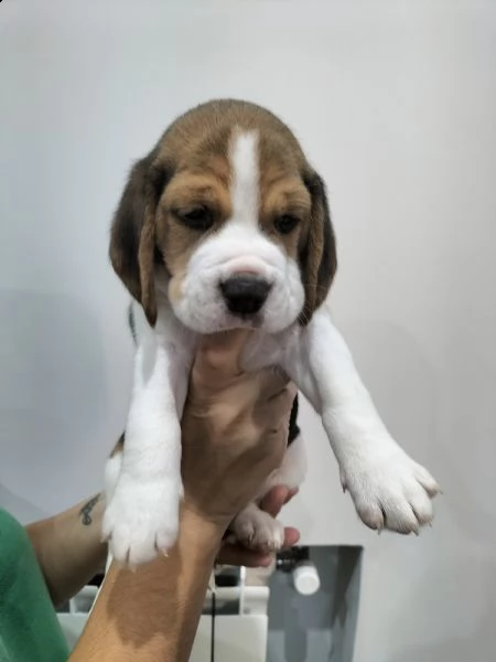 beagle tricolore. | Foto 3