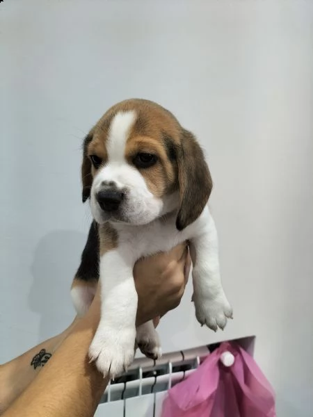 beagle tricolore. | Foto 2