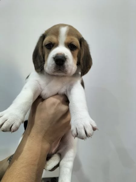 beagle tricolore. | Foto 0