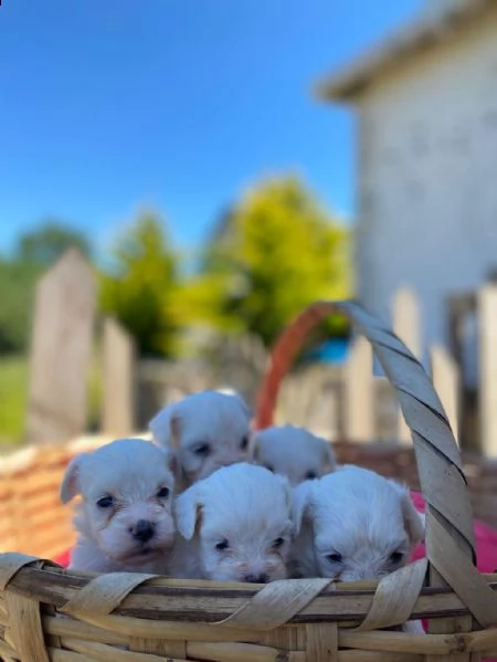 regalo cuccioli maltesi whatsapp (0039 353 317 4023) | Foto 2