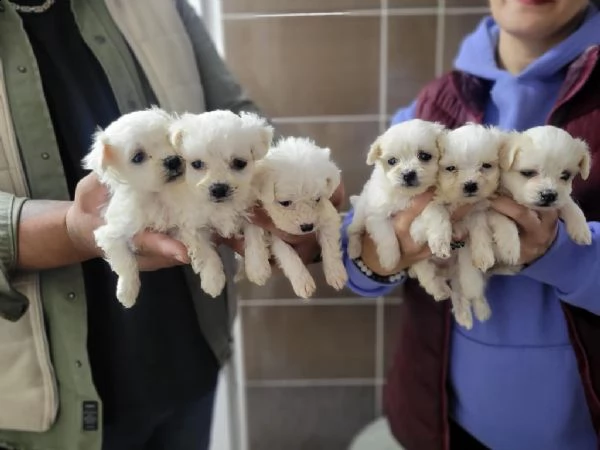 regalo cuccioli maltesi whatsapp (0039 353 317 4023) | Foto 1