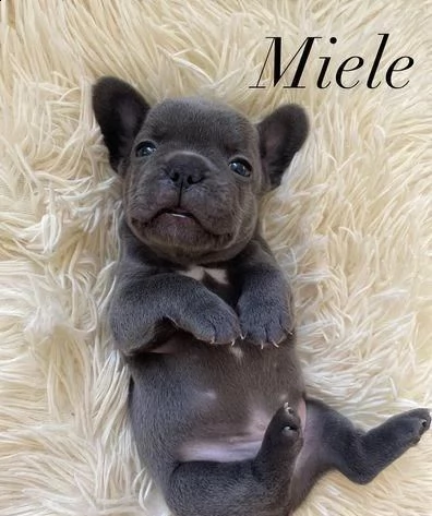 bulldog francese in adozione whatsapp (0039 353 317 4023 ) | Foto 2