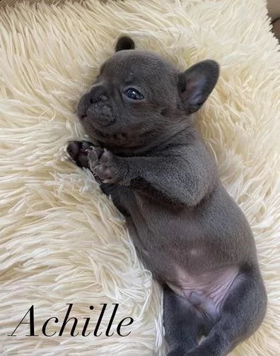 bulldog francese in adozione whatsapp (0039 353 317 4023 )