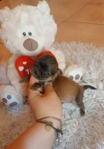 chihuahua in adozione whatsapp ( 0039 353 317 4023 ) | Foto 1