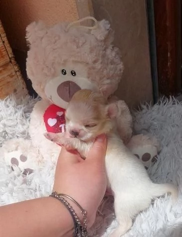 chihuahua in adozione whatsapp ( 0039 353 317 4023 ) | Foto 0