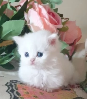 gattini di munchkin bianci