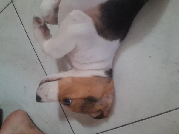 cucciolo beagle di 2 mesi e mezzo curioso e affettuoso 