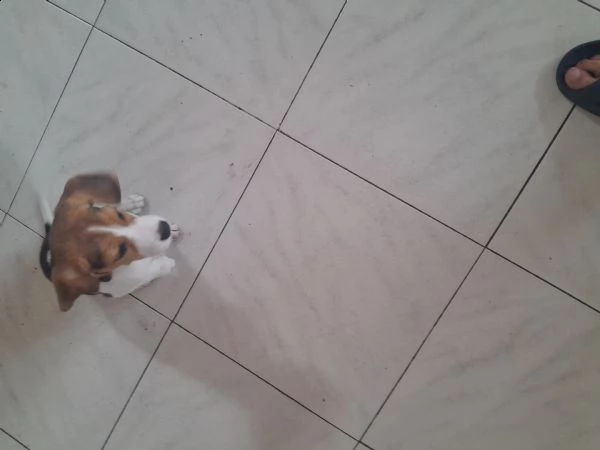 cucciolo beagle di 2 mesi e mezzo curioso e affettuoso  | Foto 5