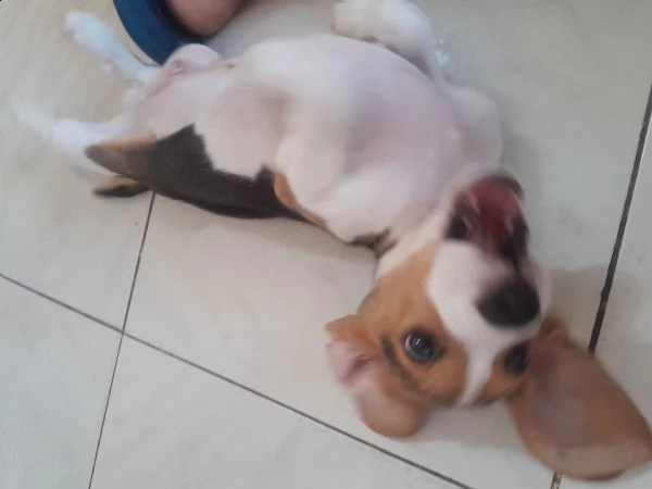 cucciolo beagle di 2 mesi e mezzo curioso e affettuoso  | Foto 4