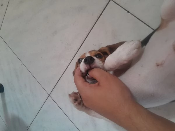 cucciolo beagle di 2 mesi e mezzo curioso e affettuoso  | Foto 3