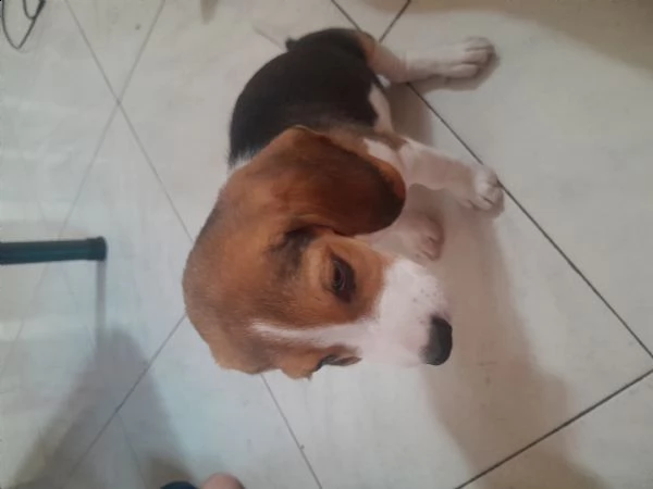 cucciolo beagle di 2 mesi e mezzo curioso e affettuoso  | Foto 2