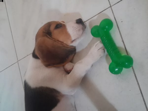 cucciolo beagle di 2 mesi e mezzo curioso e affettuoso  | Foto 1