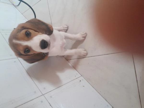 cucciolo beagle di 2 mesi e mezzo curioso e affettuoso  | Foto 0