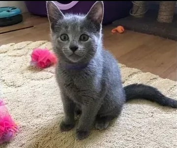 gattino blue di russia